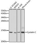 Western blot - Cystatin C Rabbit pAb (A13291)