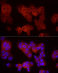 Immunofluorescence - VEGFR3/FLT4 Rabbit pAb (A13304)