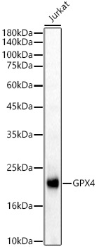 GPX4 Rabbit polyclonal antibody