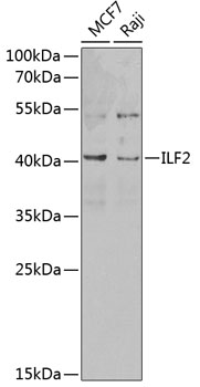 ILF2 Rabbit pAb