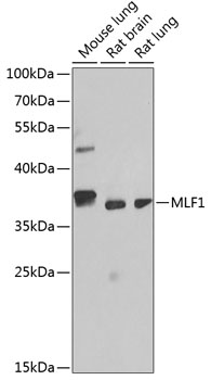 MLF1 Rabbit pAb