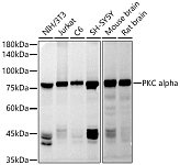 Western blot - PKC alpha Rabbit pAb (A13342)