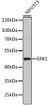 Western blot - ERK1 Rabbit pAb (A13344)