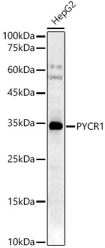 PYCR1 Rabbit pAb