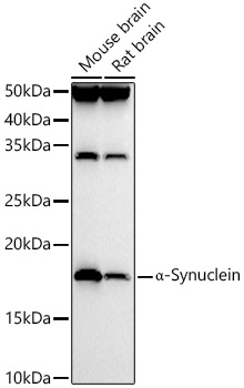 α-Synuclein Rabbit pAb