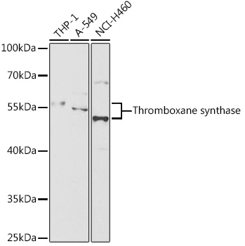 Thromboxane synthase Rabbit pAb