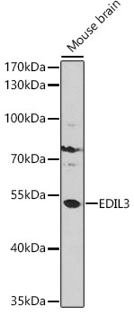 MUC1 antibody