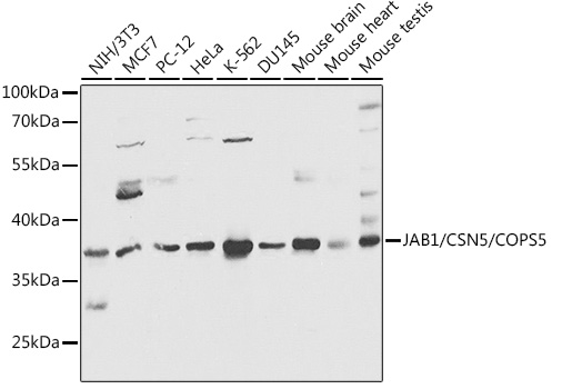 JAB1/CSN5/COPS5 Rabbit pAb