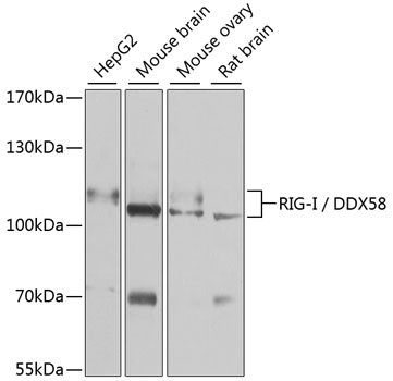 Rig-I/DDX58 Rabbit pAb