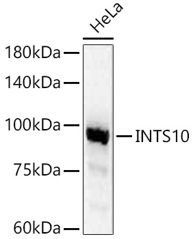 INTS10 Rabbit pAb