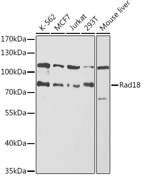 Rad18 Rabbit pAb