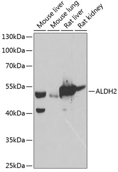 ALDH2 Rabbit pAb