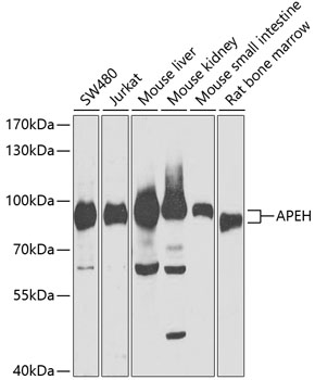 APEH Rabbit pAb