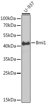 Bmi1 Rabbit pAb