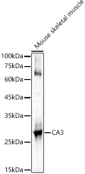 CA3 Rabbit pAb