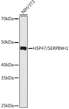 HSP47/SERPINH1 Rabbit pAb