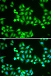 Immunofluorescence - CHD2 Rabbit pAb (A13476)