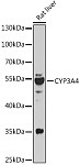 Western blot - CYP3A4 Rabbit pAb (A13483)