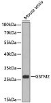 Western blot - GSTM2 Rabbit pAb (A13496)