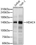 Western blot - HDAC4 Rabbit mAb (A13510)