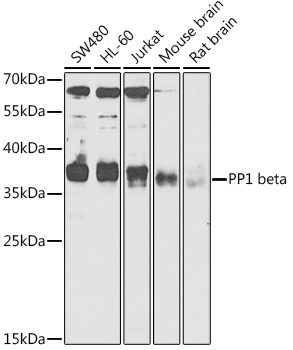 GOPC antibody
