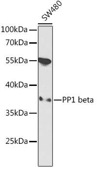 PPP1R12A antibody