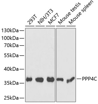 EEA1 antibody