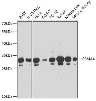TJP2 antibody