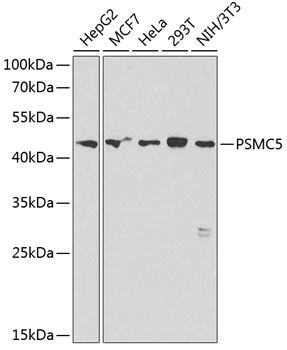 PSMC5 Rabbit pAb