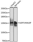 Western blot - USP7/HAUSP Rabbit pAb (A13564)
