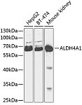 Western blot - ALDH4A1 Rabbit pAb (A13569)