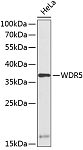 Western blot - WDR5 Rabbit pAb (A13582)