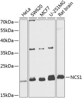 NCS1 Rabbit pAb