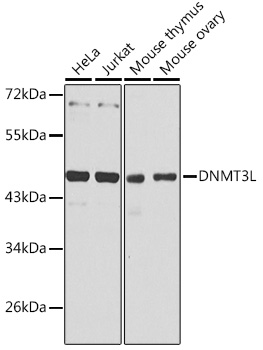 DNMT3L Rabbit pAb