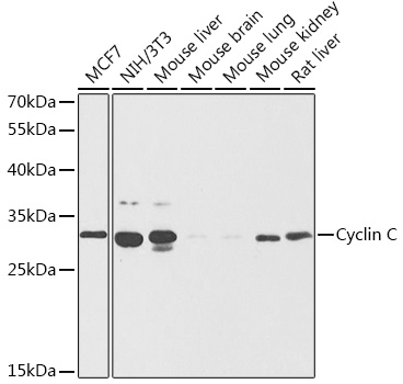 Cyclin C Rabbit pAb