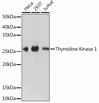 Thymidine Kinase 1 Rabbit mAb