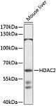 Western blot - HDAC2 Rabbit pAb (A13618)