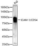 Western blot - ICAM-1/CD54 Rabbit pAb (A13620)