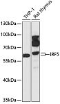 Western blot - IRF5 Rabbit pAb (A13621)