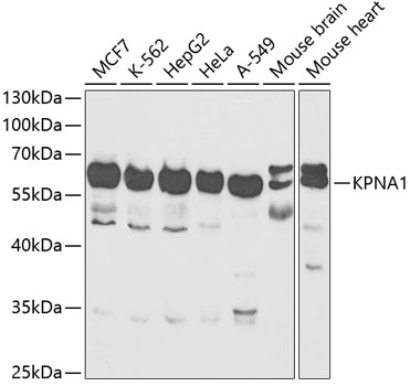 KPNA1 Rabbit pAb