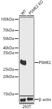 [KO Validated] PSME2 Rabbit polyclonal antibody