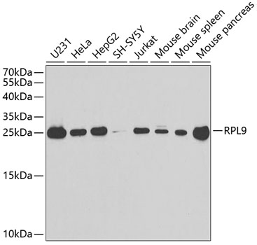 RPL9 Rabbit pAb