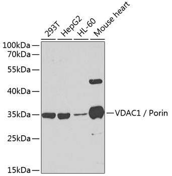 VDAC1 / Porin Rabbit pAb