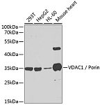 Western blot - VDAC1 / Porin Rabbit pAb (A13638)
