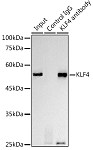 Western blot - KLF4 Rabbit mAb (A13673)