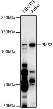 [KO Validated] PMS2 Rabbit polyclonal antibody