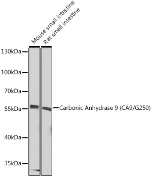Carbonic Anhydrase 9 (CA9/G250) Rabbit pAb