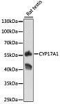 Western blot - CYP17A1 Rabbit pAb (A1373)