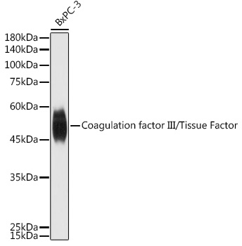 Coagulation factor III/Tissue Factor Rabbit pAb