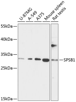 SPSB1 Rabbit polyclonal antibody